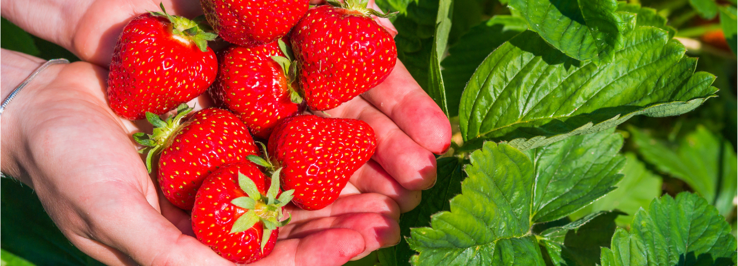 Das Bild zeigt eine Hand mit Erdbeeren