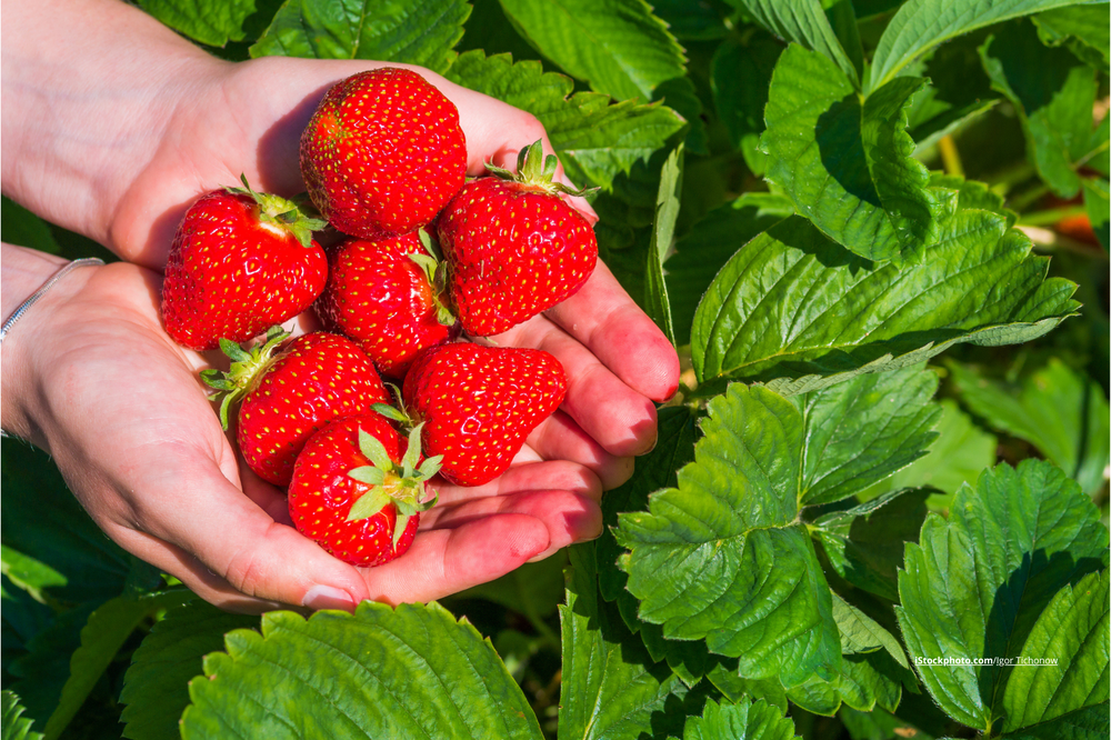 Das Bild zeigt eine Hand mit Erdbeeren