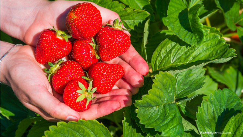 5 Tipps: Wie putzt man Erdbeeren richtig?