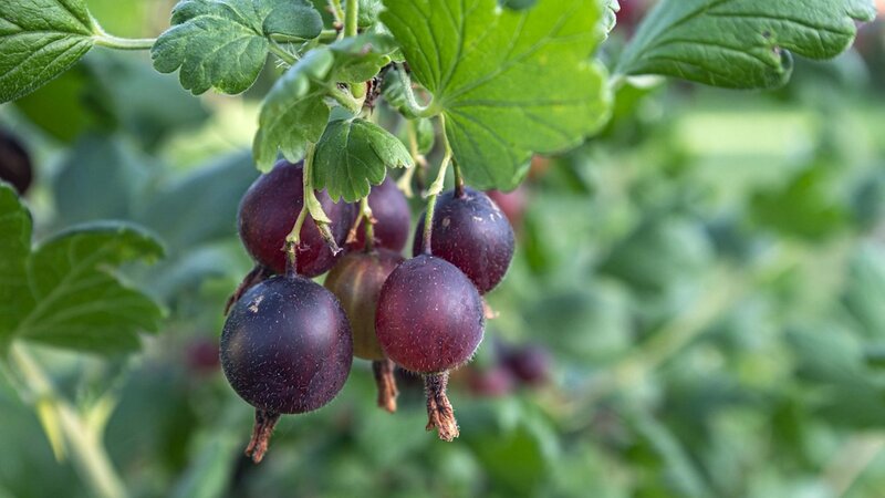 Die Früchte des Sommers: Die besten Jostabeeren-Rezepte