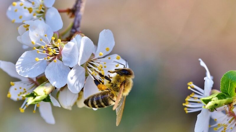 Hosenbiene, 24-Stunden-Ameise und Wandelnde Geige: Insekten entdecken mit der Handlupe economy