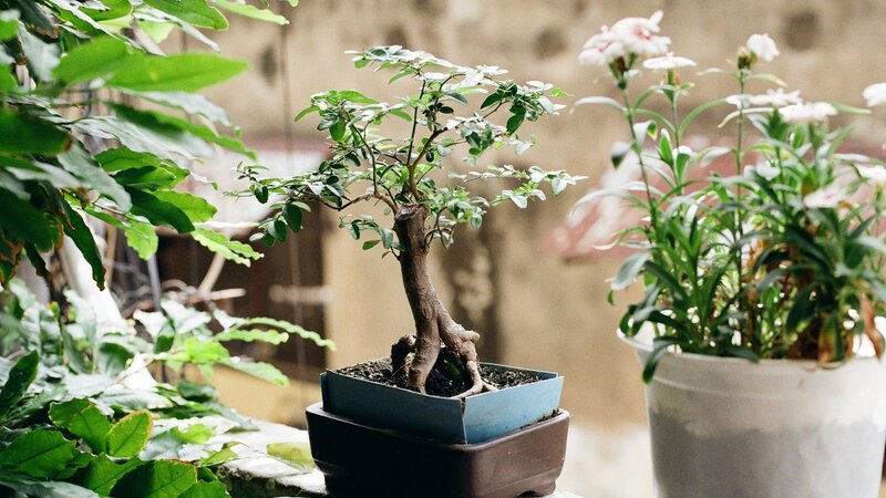Japanische Gartenkunst: Einen Bonsai züchten mit laboCLIP