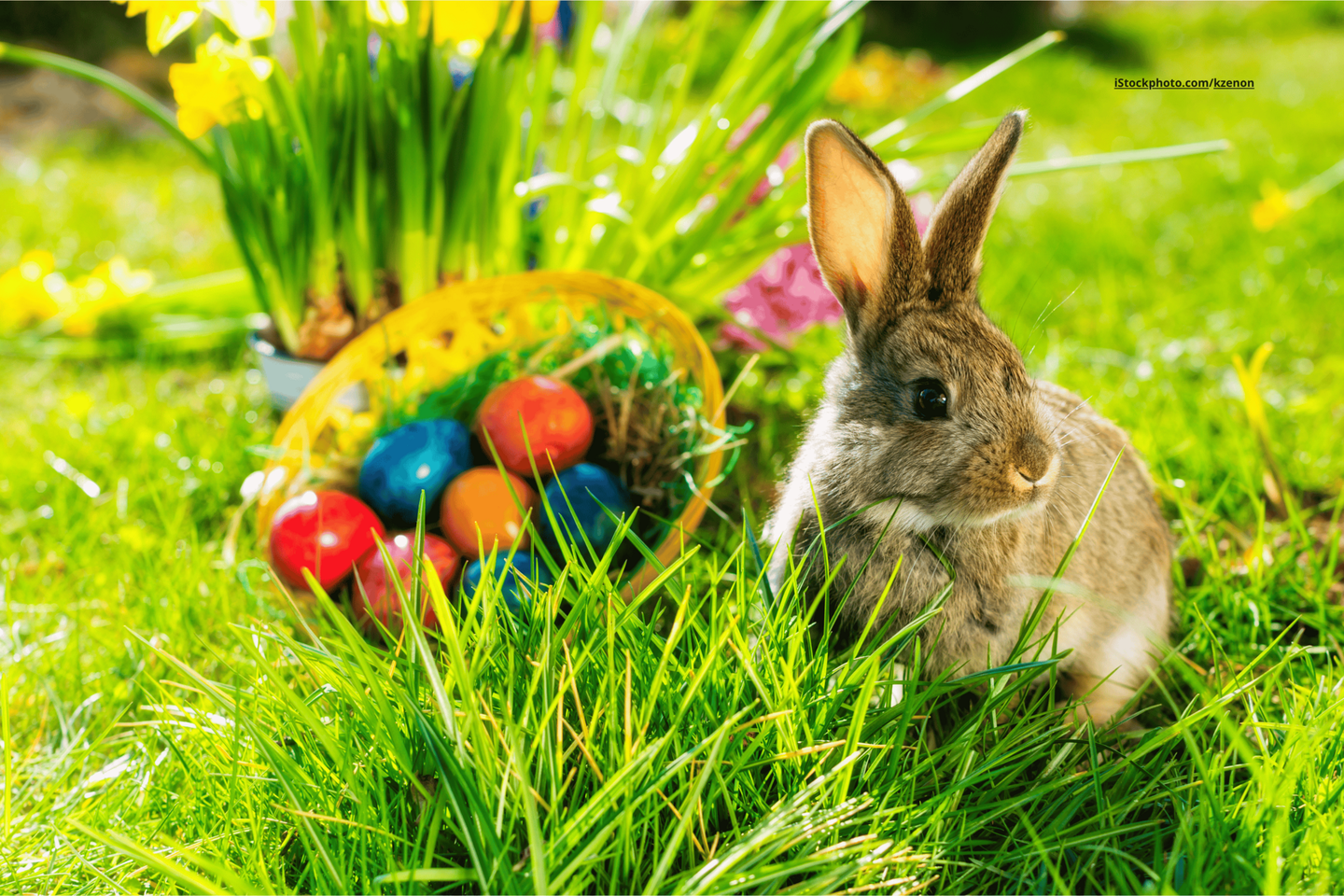 Ein Hase, der auf einer Wiese sitzt. Hinter ihm steht ein Korb mit bunten Ostereiern. 